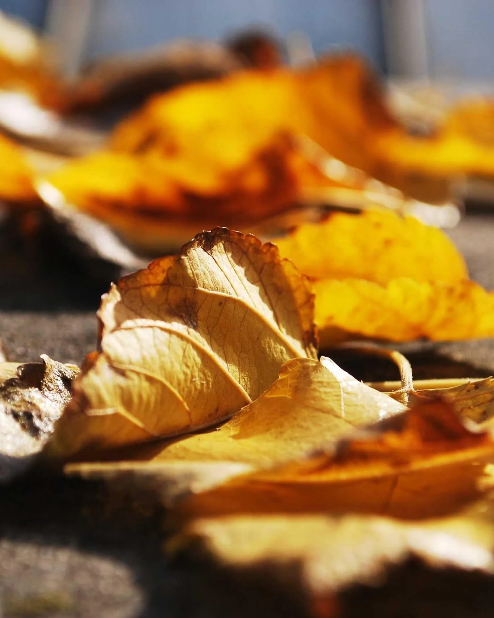 Close-up of dry golden autumn leaves scattered on the ground with a soft blurred background.