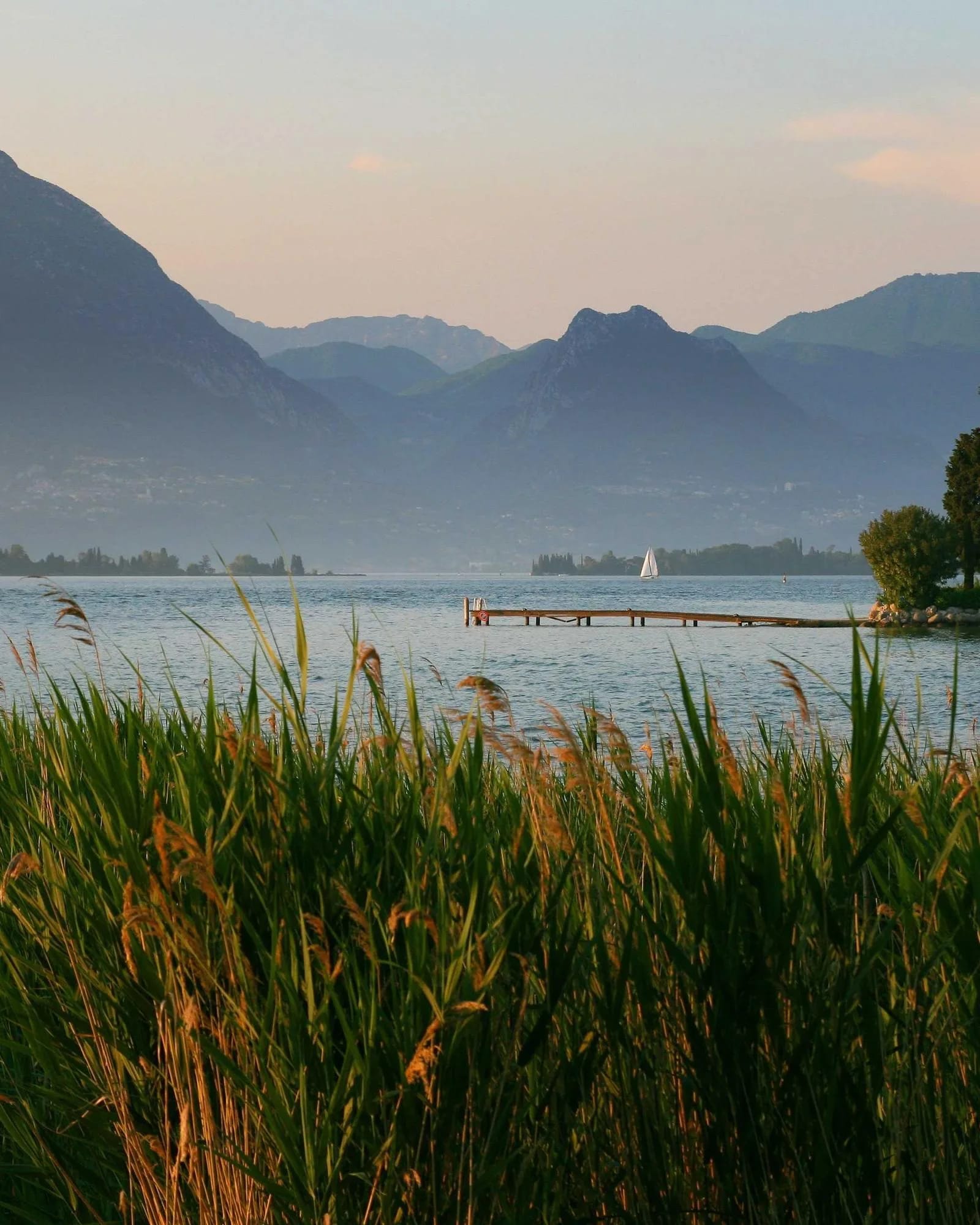Tall green reeds in the foreground of a calm lake with layered mountains in soft evening light.