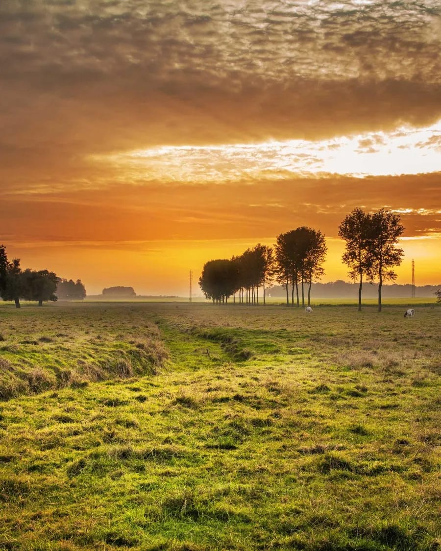 A golden meadow with a row of silhouetted trees under an orange sunset sky.